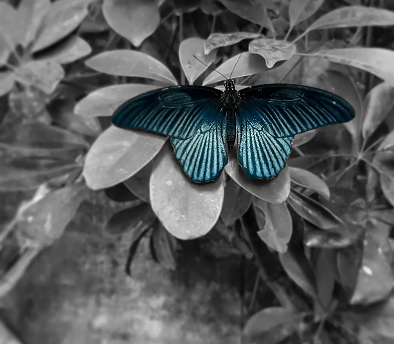 Mystical Spiritual Mission of Animals