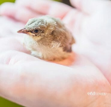 Karma Golden Rule OMTimes