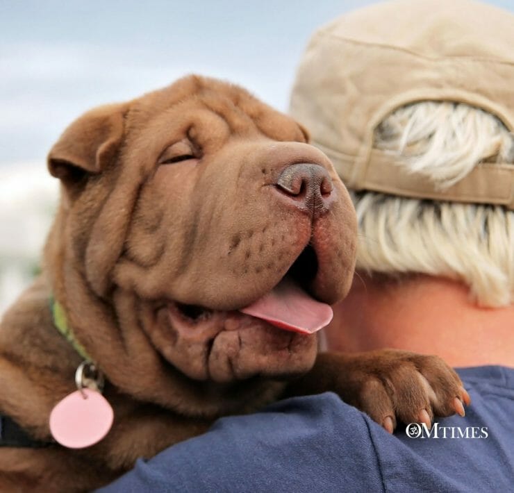 space clearing animals OMTimes