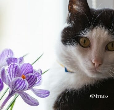 Bach Florals Animals