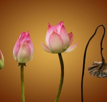 Buddhist Stages of Death