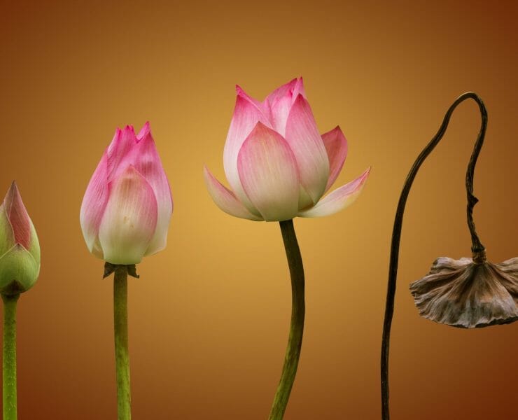 Buddhist Stages of Death