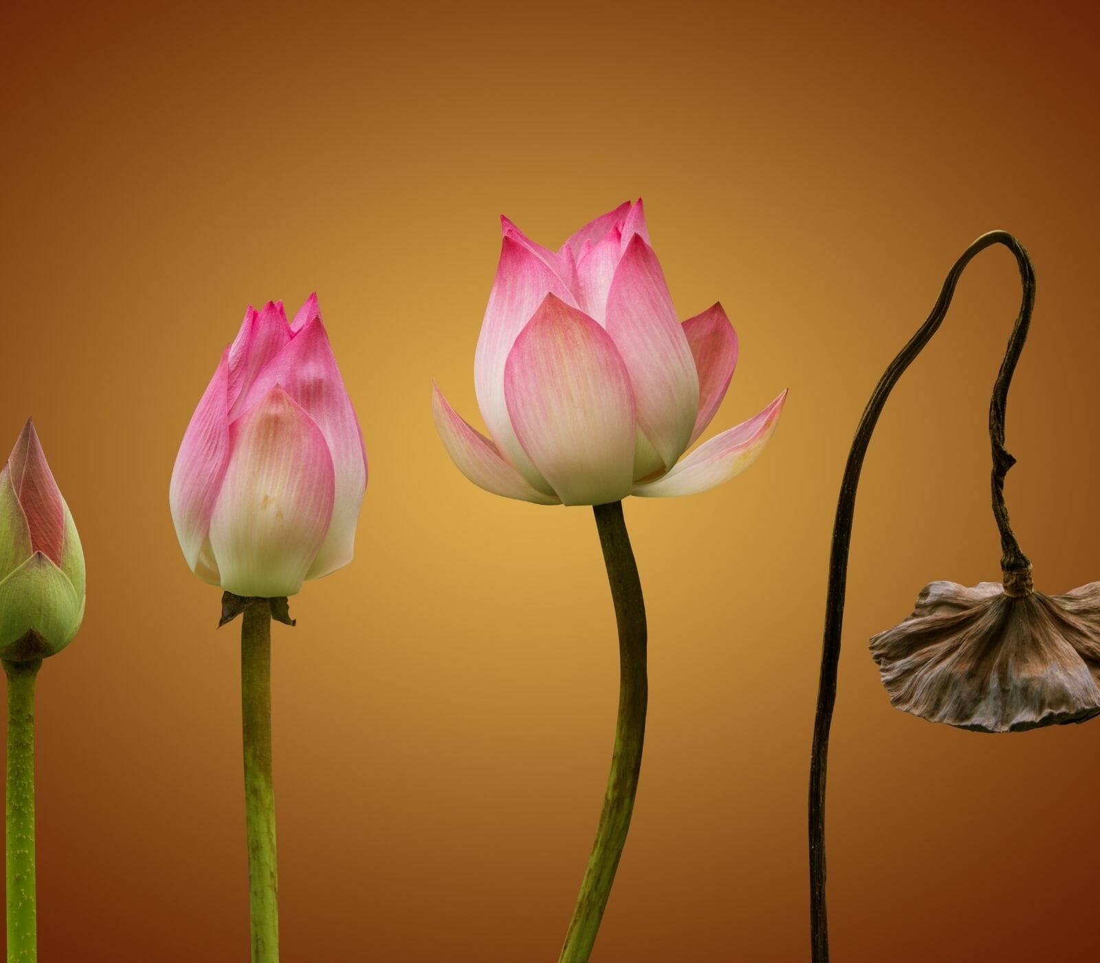 Buddhist Stages of Death