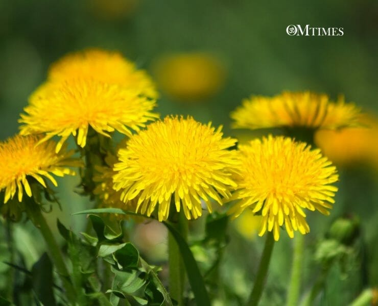 Nutritious Weeds