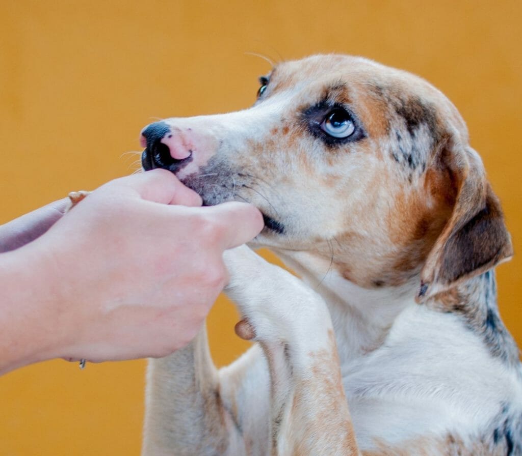 right time to adopt a New pet again