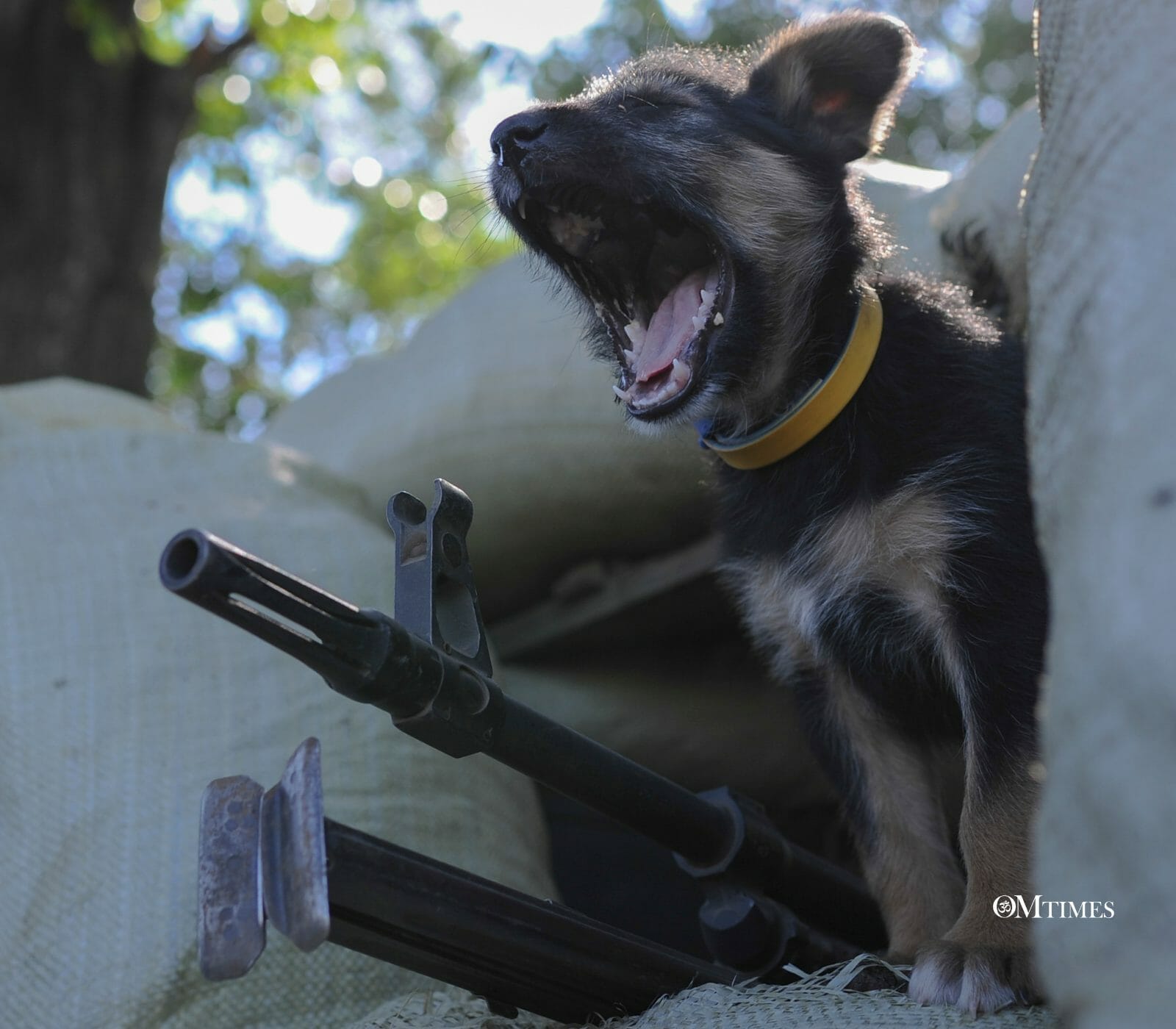 What War Is Teaching Us About Animals & The Earth