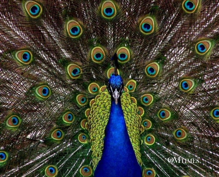 peacock