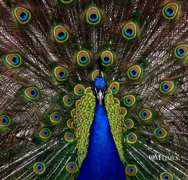 peacock