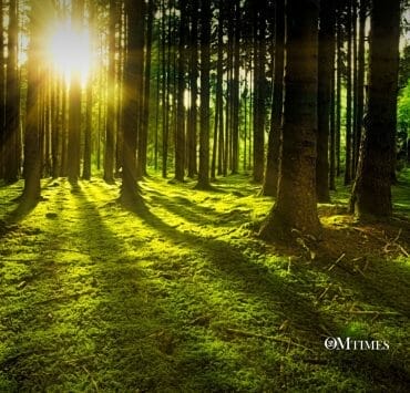 Shinrin-yoku Forest Bath