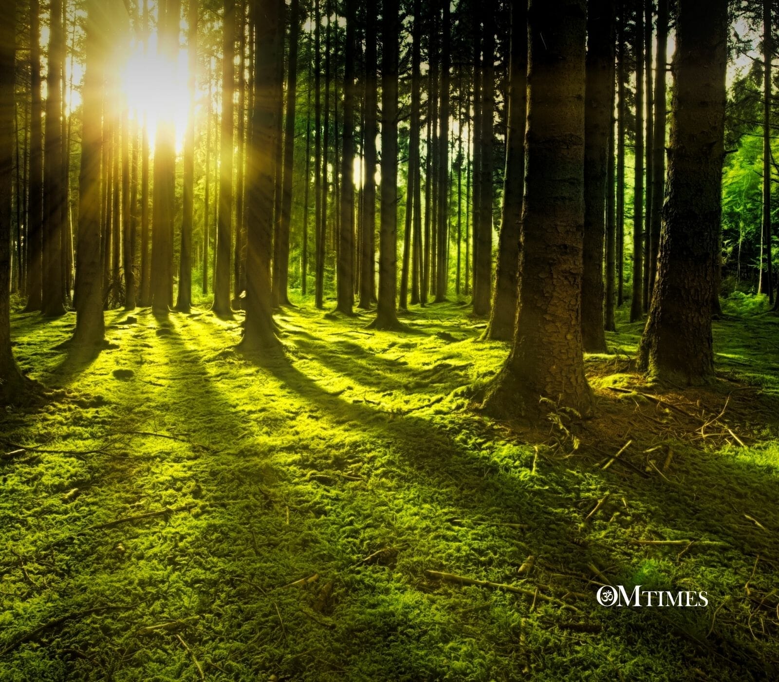 Shinrin-yoku Forest Bath