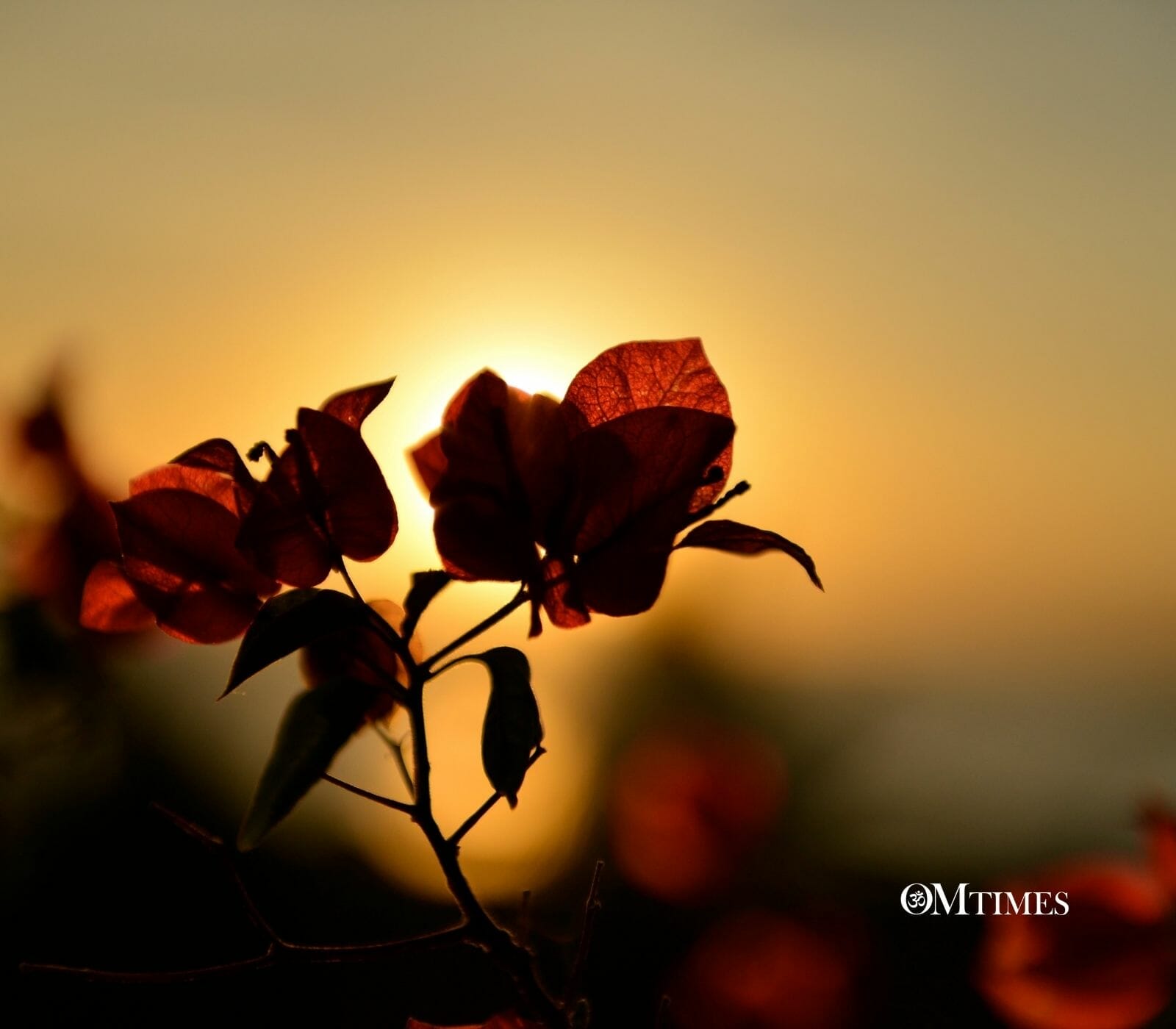 Twin Flames Obstacles