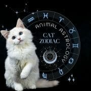 Cat Zodiac Signs