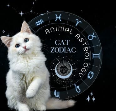 Cat Zodiac Signs