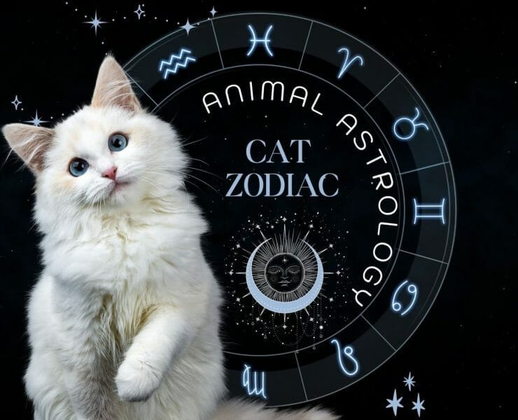 Cat Zodiac Signs