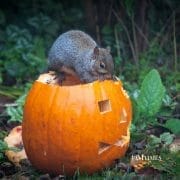 Upcycle Your Pumpkin