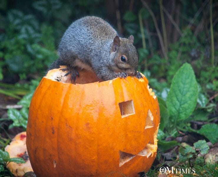 Upcycle Your Pumpkin