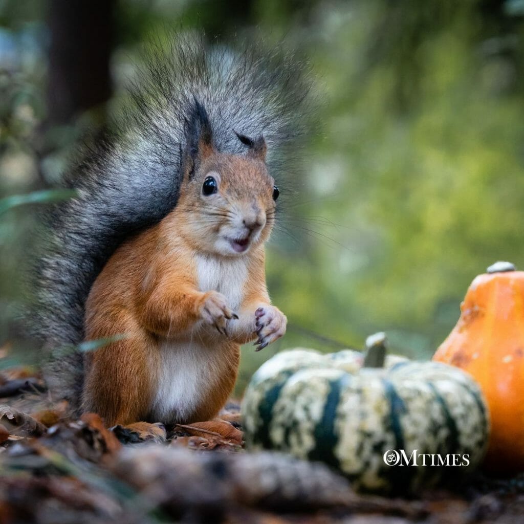 What to do with your pumpkin after Halloween