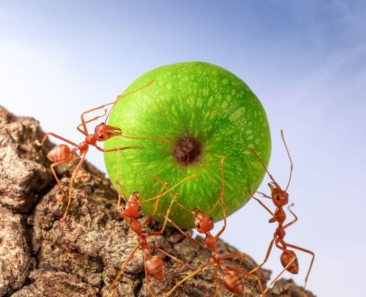 vanishing of insects is making it harder to grow food