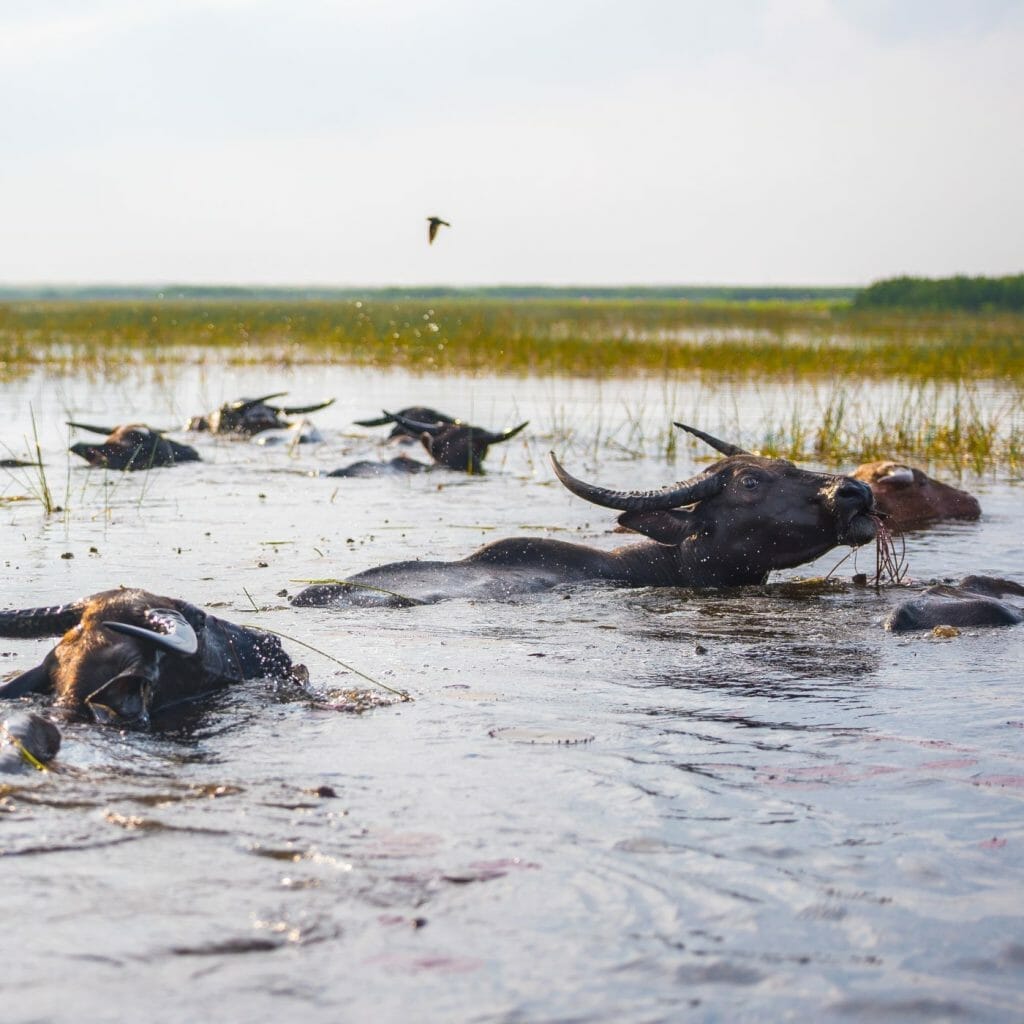 How to save Earth's wetlands