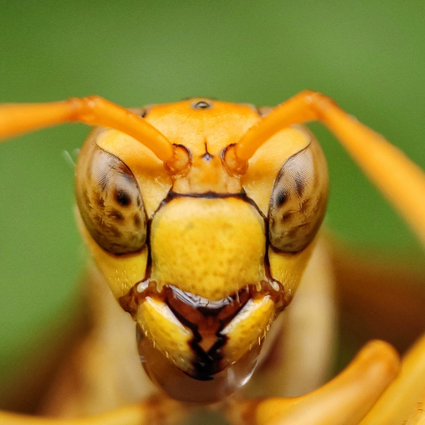 wasps do us a world of good