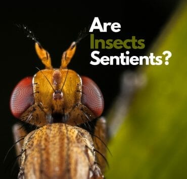 Do Insects feel pain?