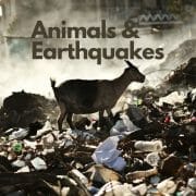 Can animals predict earthquakes