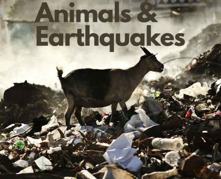 Can animals predict earthquakes
