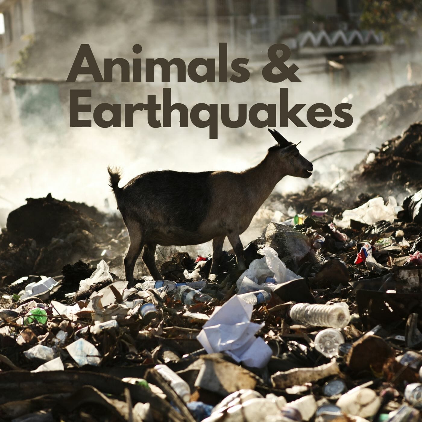 Can animals predict earthquakes