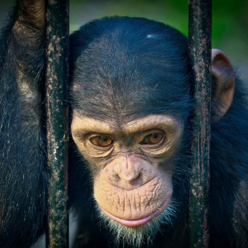 Exotic pets and Illegal trade