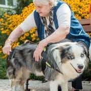 Healing Energy of Animals