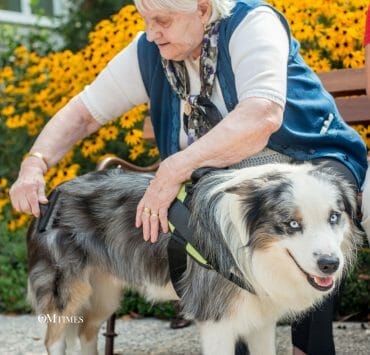 Healing Energy of Animals