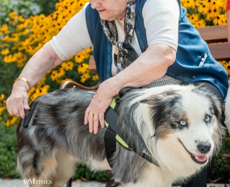 Healing Energy of Animals