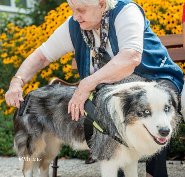 Healing Energy of Animals