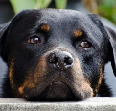 Animal End-of-Life Doula