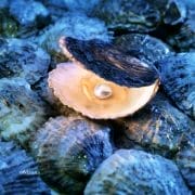 Pearl Gemstone Advent Calendar 2023