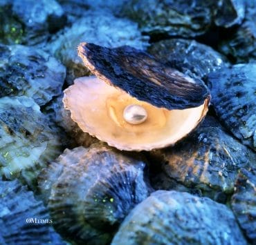 Pearl Gemstone Advent Calendar 2023