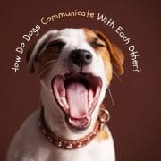 Canine Language