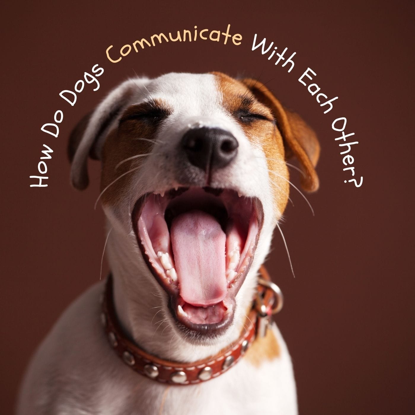Canine Language