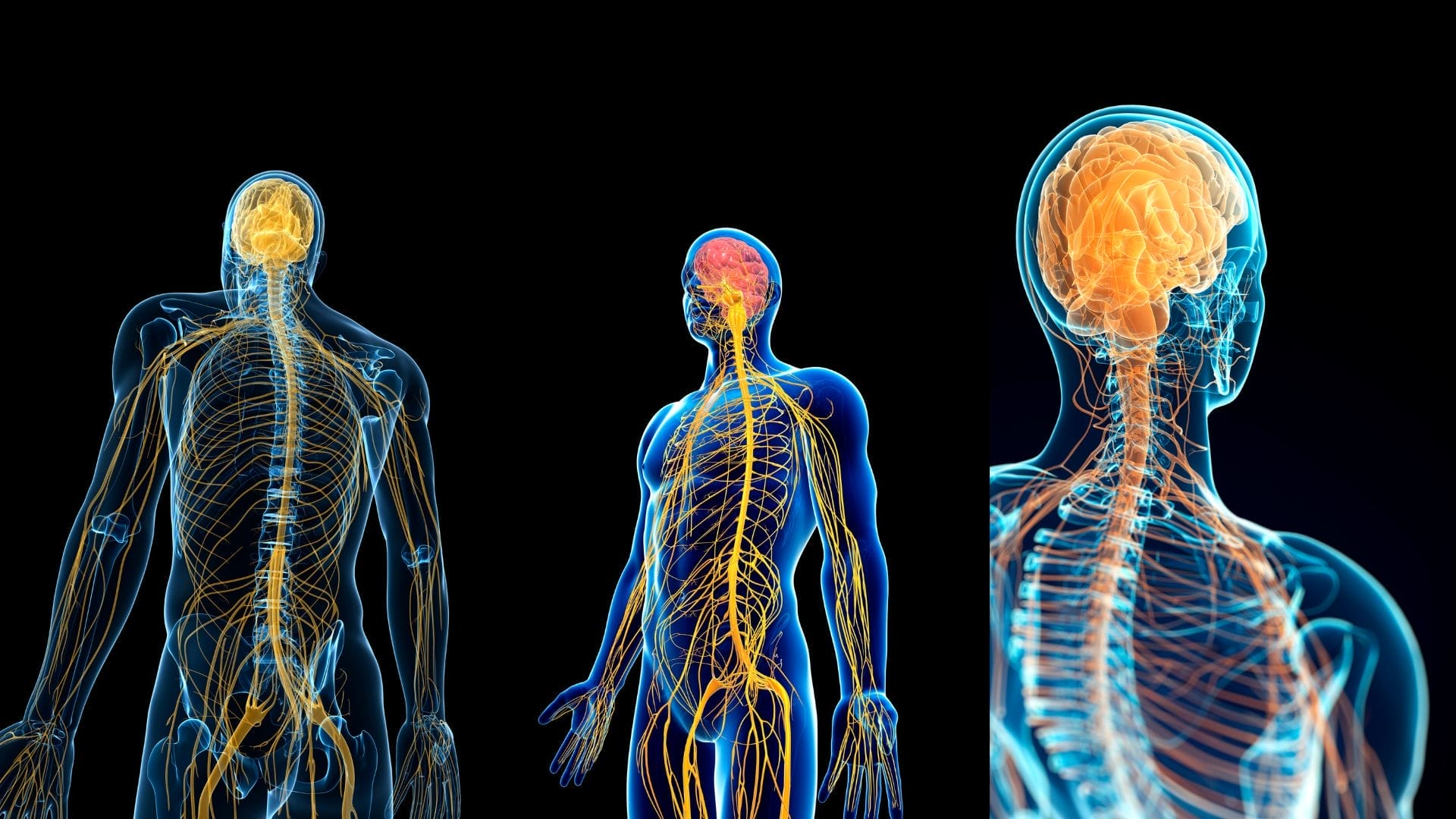 The Multivagal System