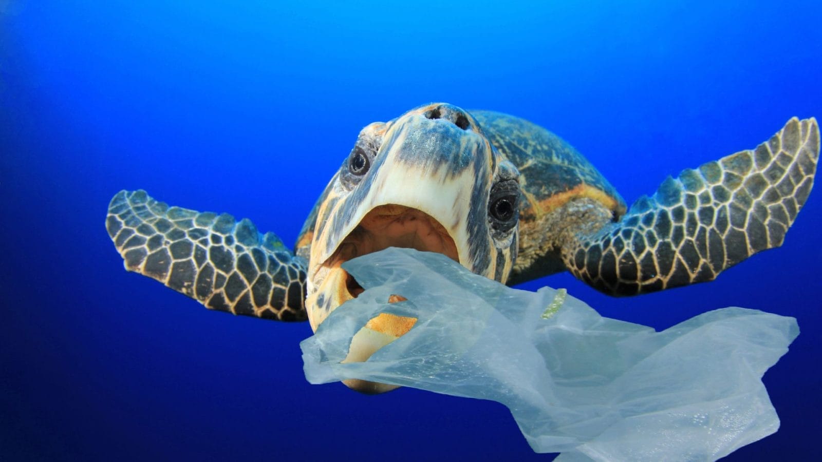 Cut Plastic Pollution