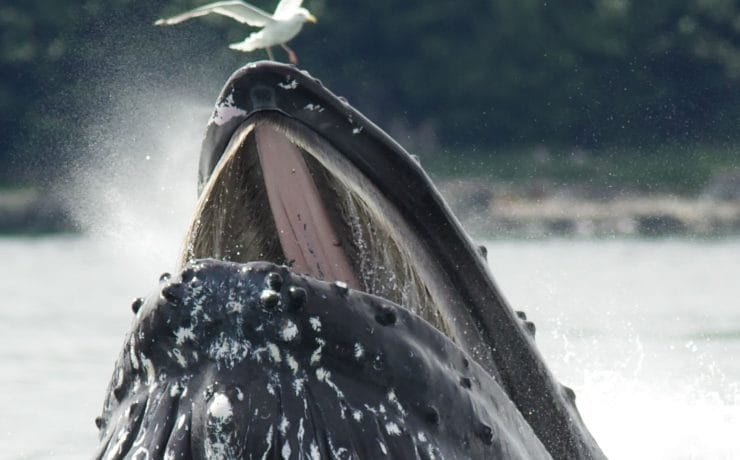 Humpback Whale