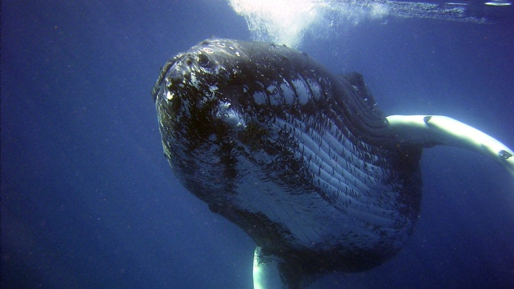 Decoding the Humpback Bubble Ring
