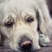 Depression in Animals Caring for Pets with Depression Animal Emotional Health