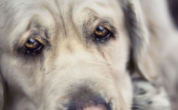 Depression in Animals Caring for Pets with Depression Animal Emotional Health