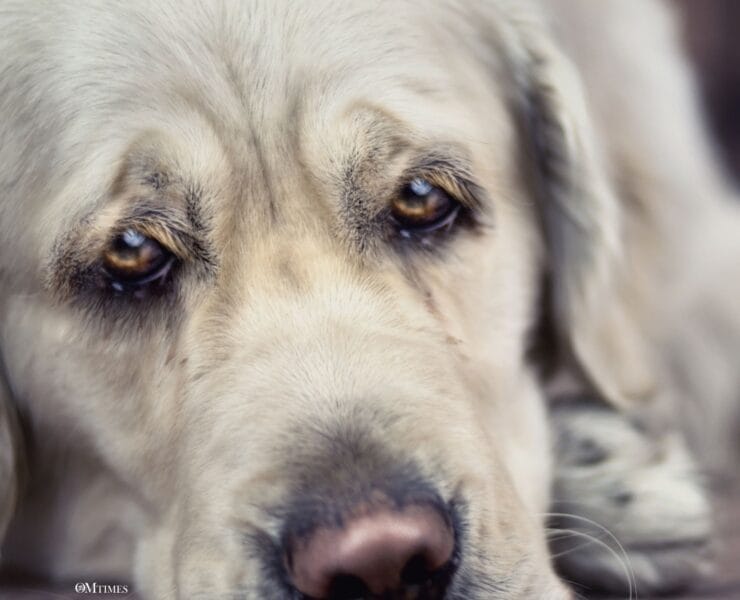 Depression in Animals Caring for Pets with Depression Animal Emotional Health