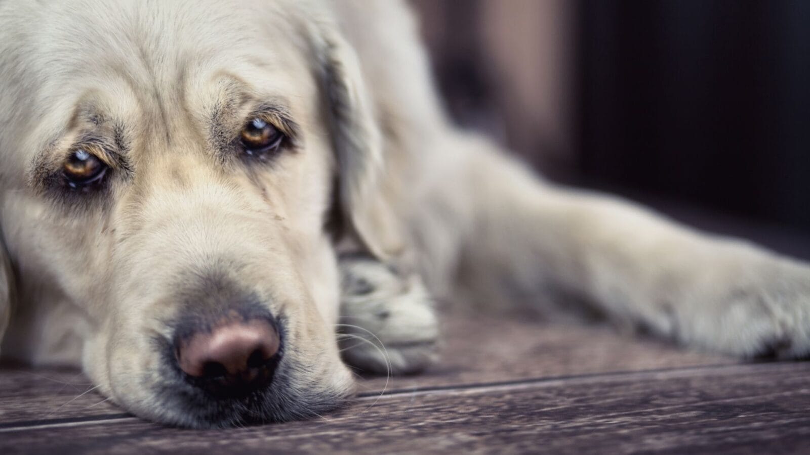 Depression in Animals Caring for Pets with Depression Animal Emotional Health